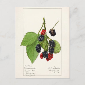 Blackberries (Rubus subg. Rubus Watson) Fruit Postcard