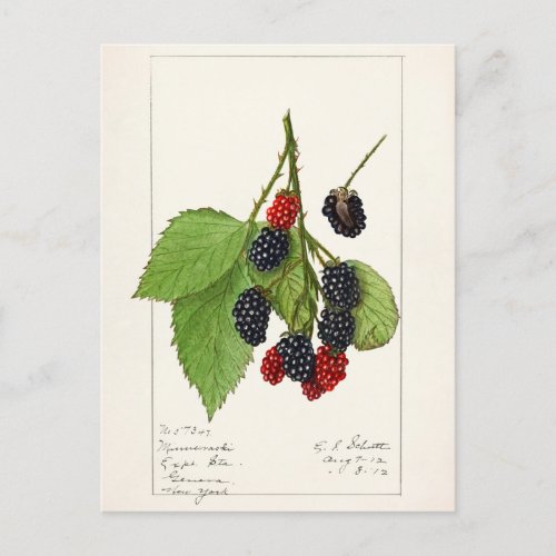 Blackberries Rubus subg Rubus Watson Fruit Postcard