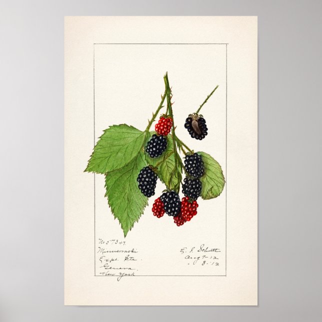 Blackberries (Rubus subg. Rubus Watson) Fruit Poster (Front)