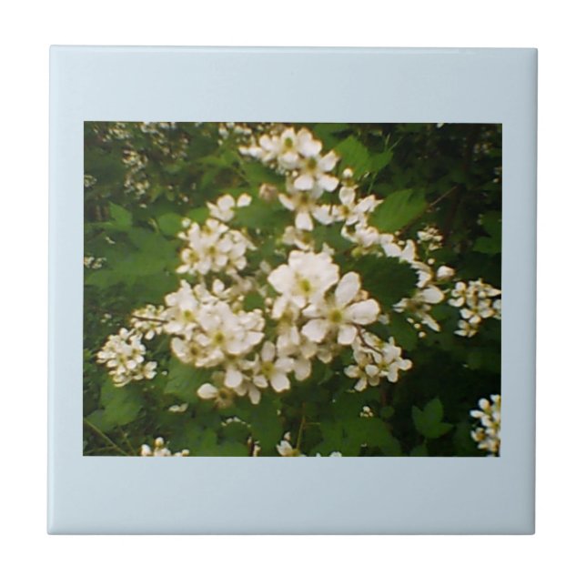 Blackberry Bloom Ceramic Tile (Front)
