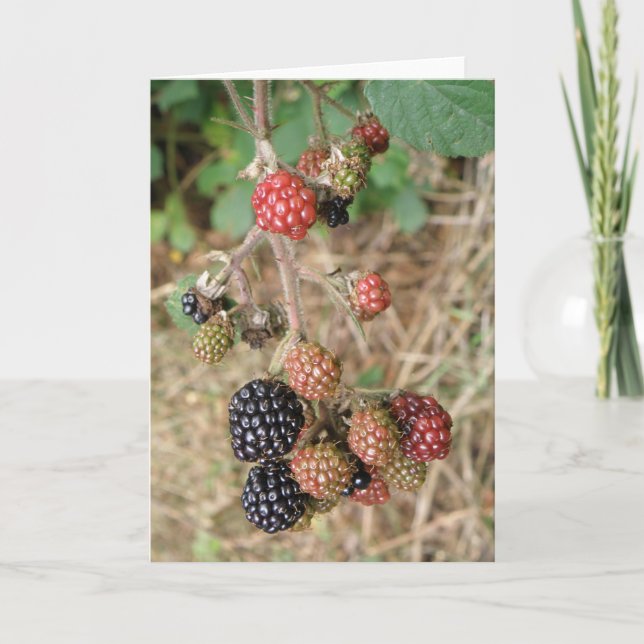 Blackberry Bonanza Greeting Card (Front)