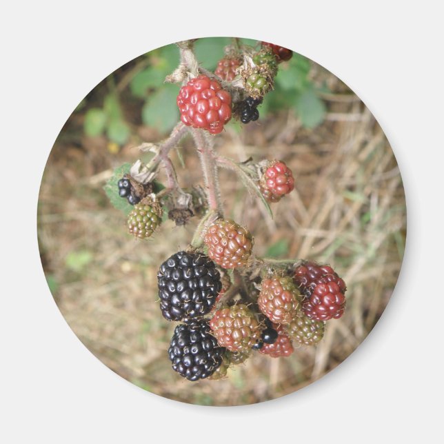 Blackberry Bonanza Magnet (Front)