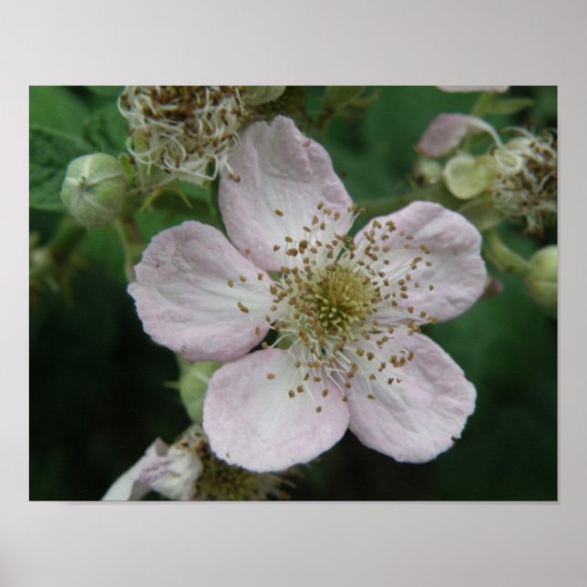 Blackberry Flower Macro Poster (Front)