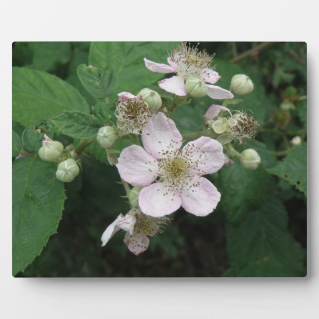Blackberry Flowers Plaque (Front)