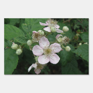 Blackberry Flowers Yard Sign