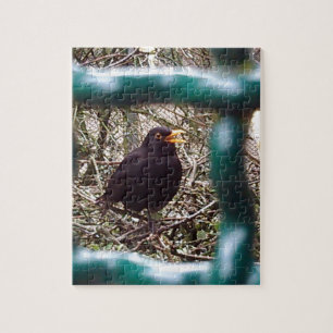Blackbird behind bars, Animal, Birds, Black Bird Jigsaw Puzzle