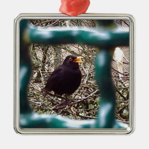 Blackbird behind bars, Animal, Birds, Black Bird Metal Ornament
