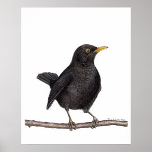 Blackbird Bird (Turdus Merula) Poster