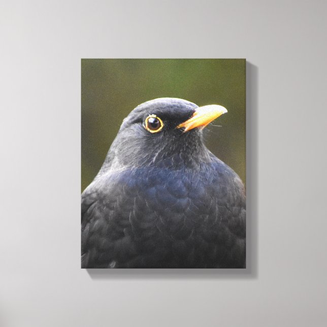 Blackbird Canvas Print (Front)