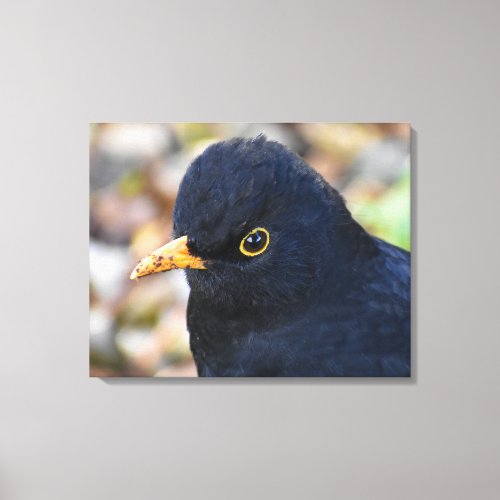 Blackbird  canvas print