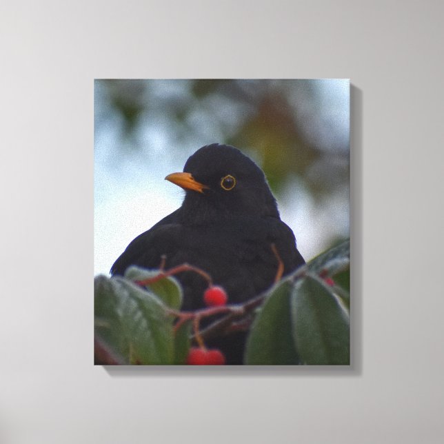 Blackbird Canvas Print (Front)