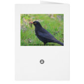 Blackbird Cards (Back)