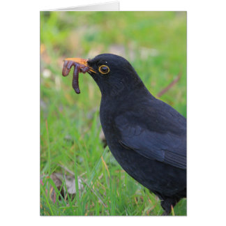 Blackbird Cards