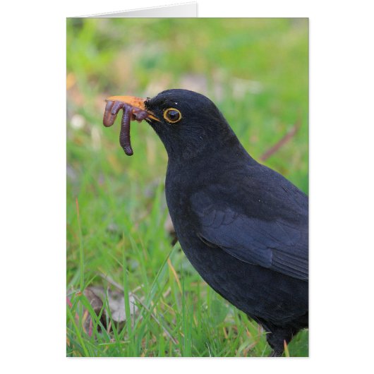 Blackbird Cards (Front)