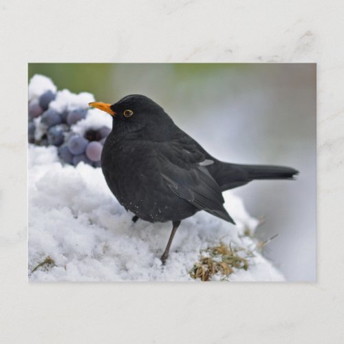 Blackbird in snow postcard