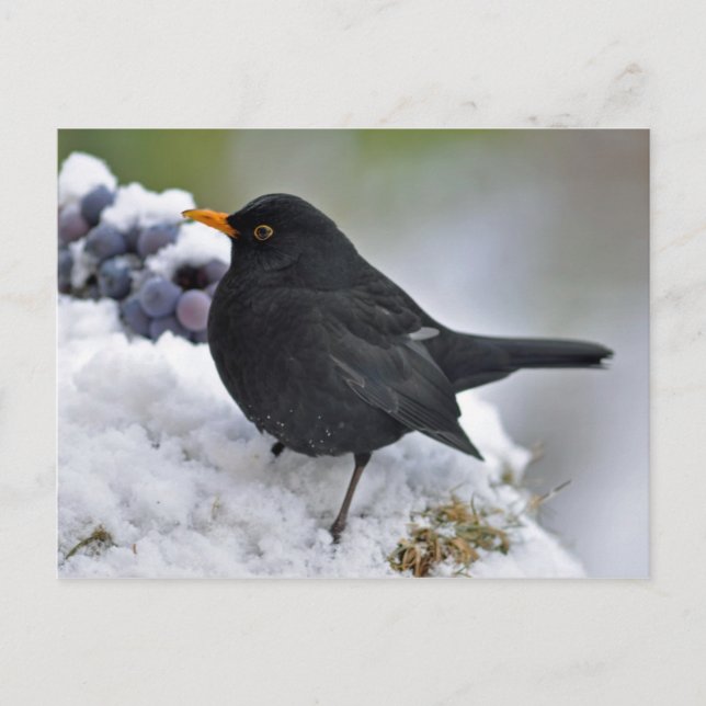 Blackbird in snow postcard (Front)