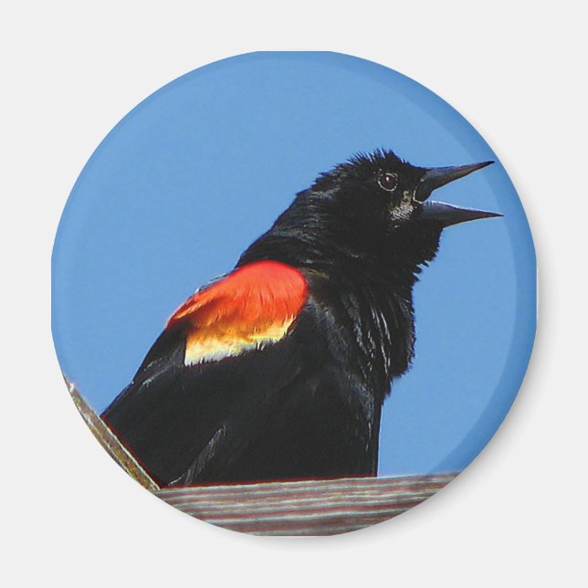 Blackbird Magnet (Front)
