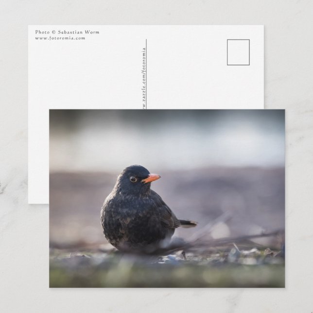 Blackbird Nature Photo Postcard (Front/Back)