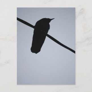 BlackBird on a Wire Postcard