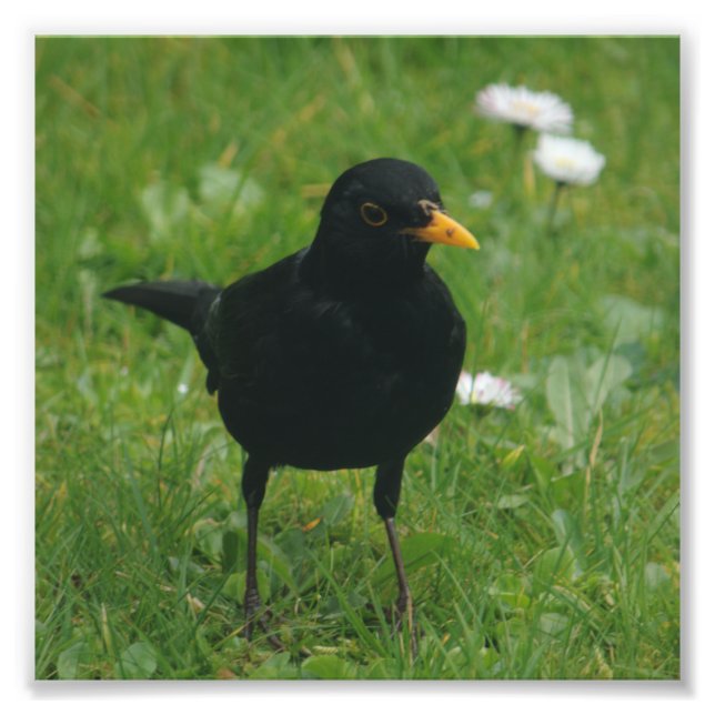 Blackbird On English Lawn Photo Print (Front)
