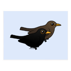Blackbird Pair Postcard