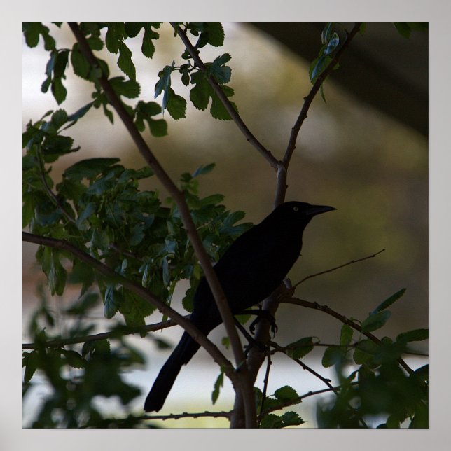 Blackbird Photo Poster (Front)