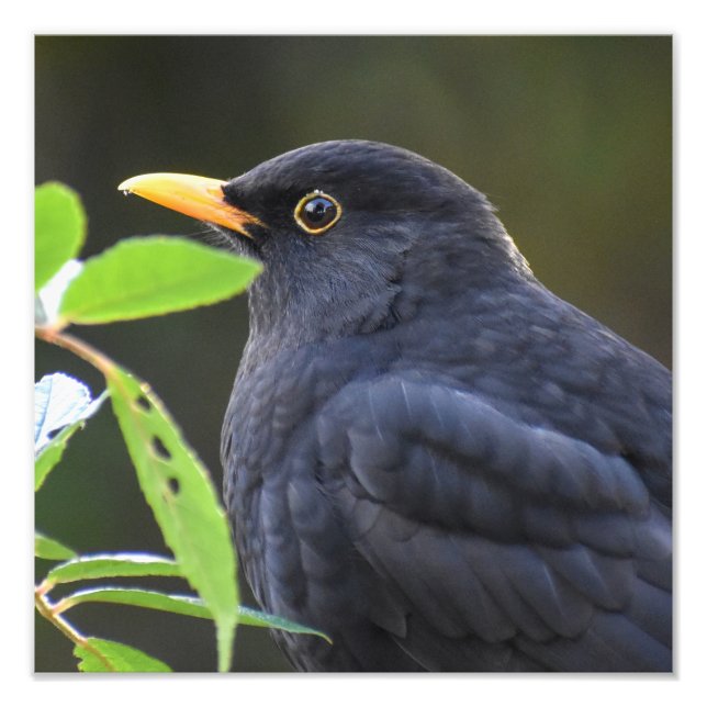 Blackbird Photo Print (Front)