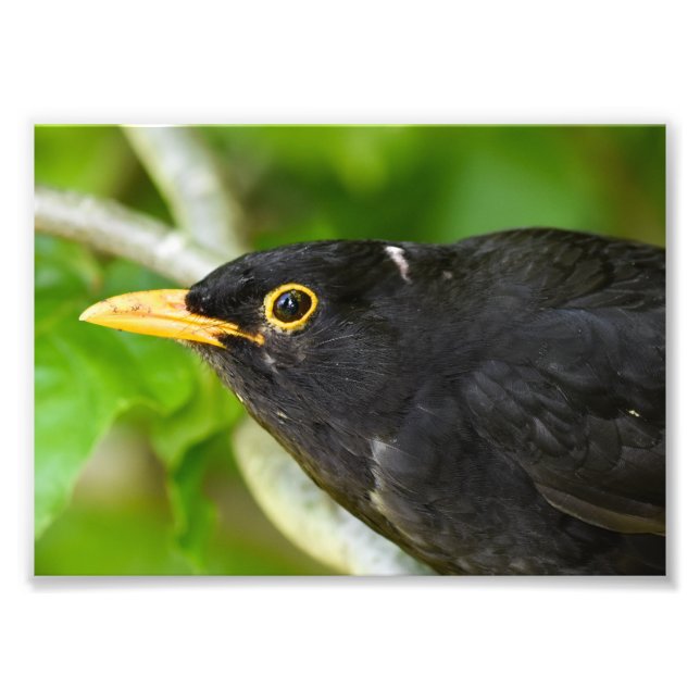 Blackbird Photo Print (Front)