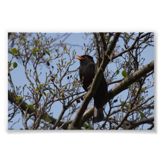 Blackbird Photo Print (Front)