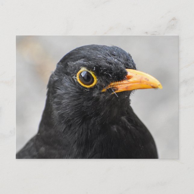 Blackbird  postcard (Front)