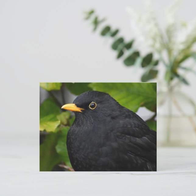 Blackbird  postcard (Standing Front)