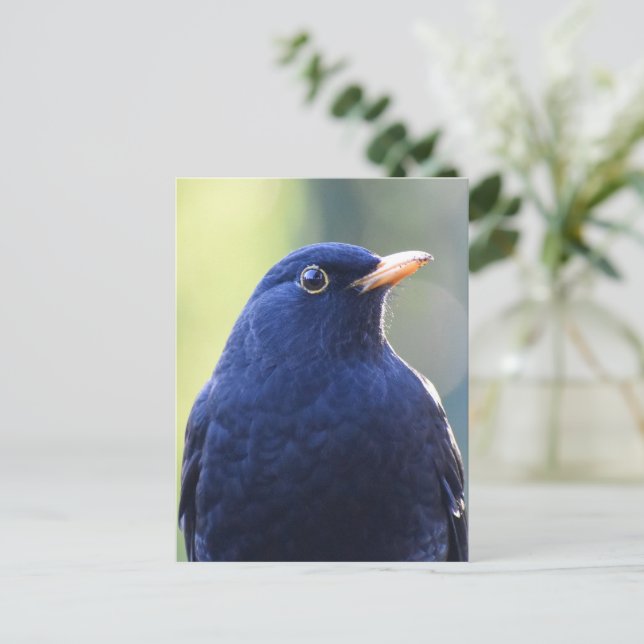 Blackbird  postcard (Standing Front)