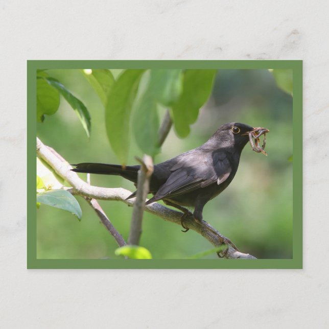 Blackbird Postcard (Front)