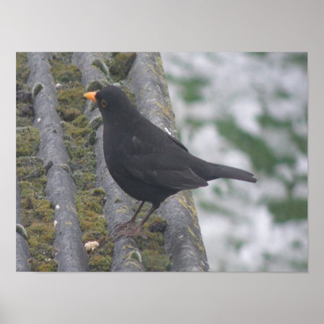 Blackbird Print (Front)