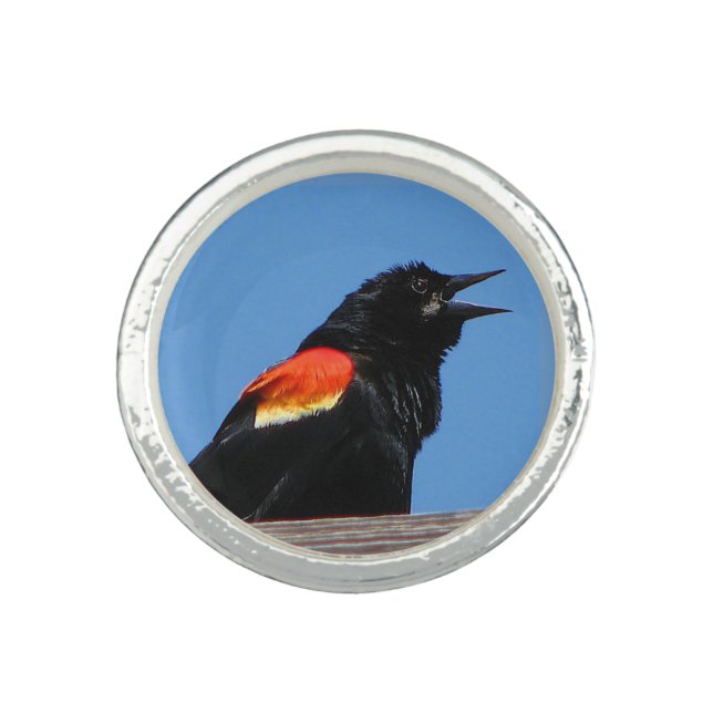 Blackbird Ring (Front)