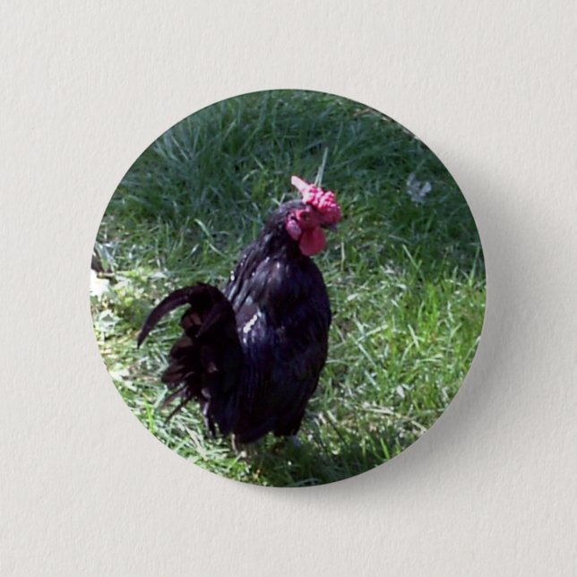 Blackbird the Black Rooster Button (Front)