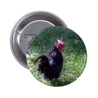 Blackbird the Black Rooster Button