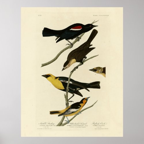 Blackbirds and Oriole Audubons Birds of America Poster