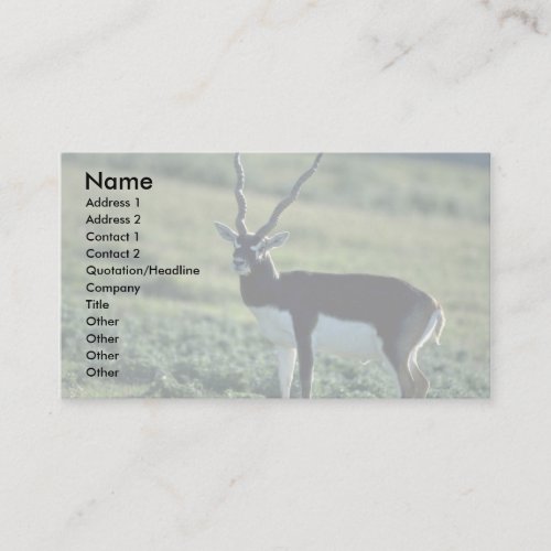 Blackbuck antelope business card template