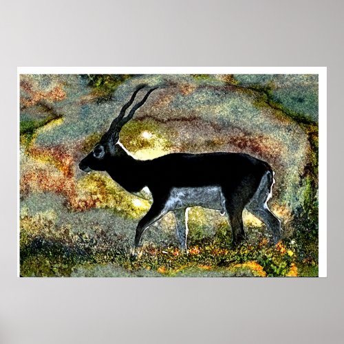 Blackbuck Antelope Digital Art  Poster