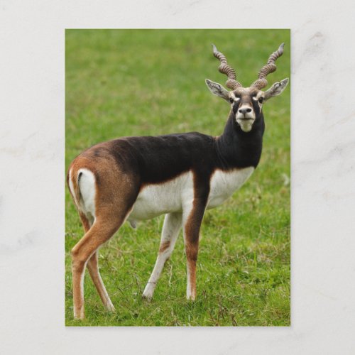 Blackbuck Male Antelope Postcard