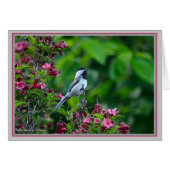 Blackcapped Chickadee (Front Horizontal)