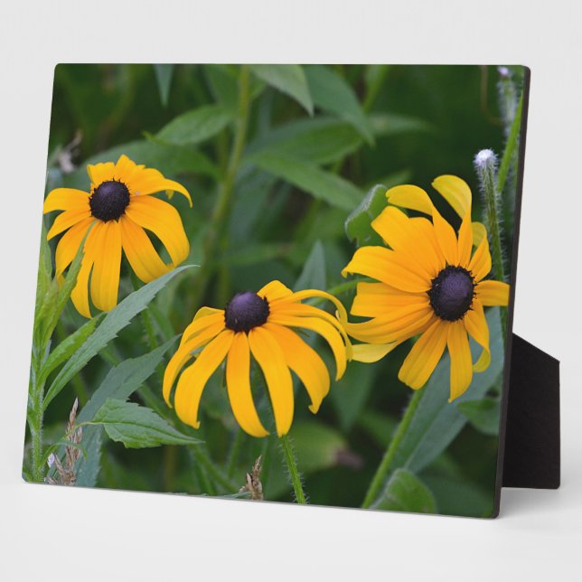 Blackeyed Susan Plaque (Side)