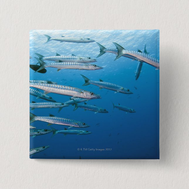 Blackfin Barracuda Pinback Button (Front)