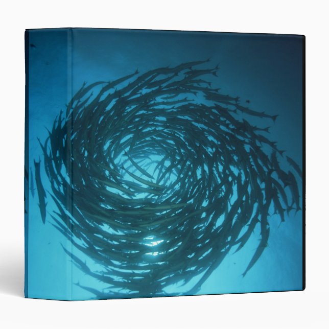Blackfin barracuda swimming in circles 3 ring binder (Front/Spine)