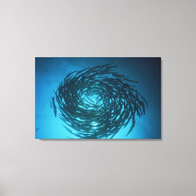 Blackfin barracuda swimming in circles canvas print (Front)