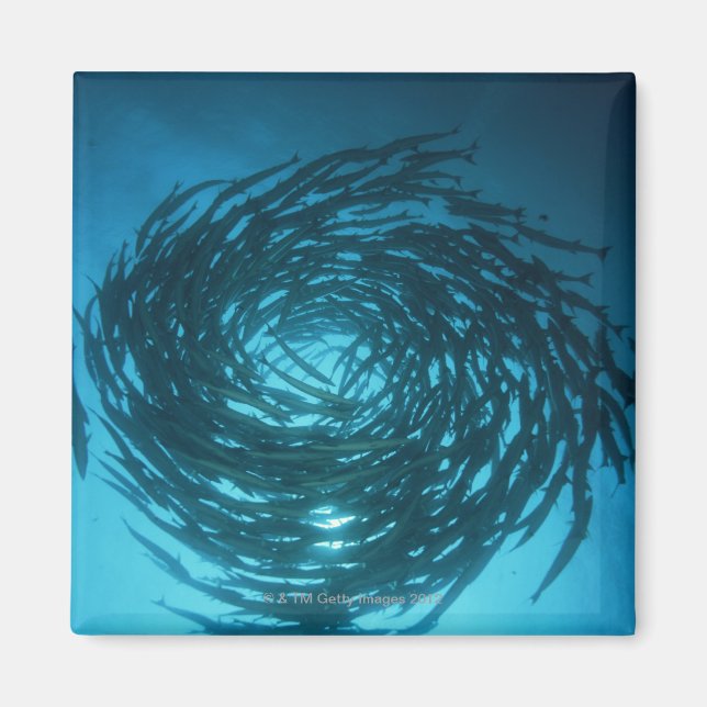 Blackfin barracuda swimming in circles magnet (Front)
