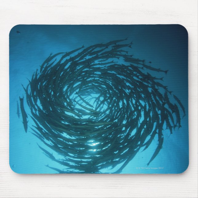 Blackfin barracuda swimming in circles mouse pad (Front)