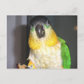 Blackheaded Caique Postcard