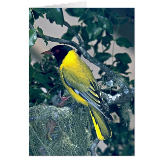Blackheaded Oriole Cards (Front)